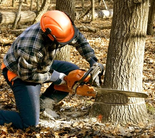 Tree Removal in Twining, MI